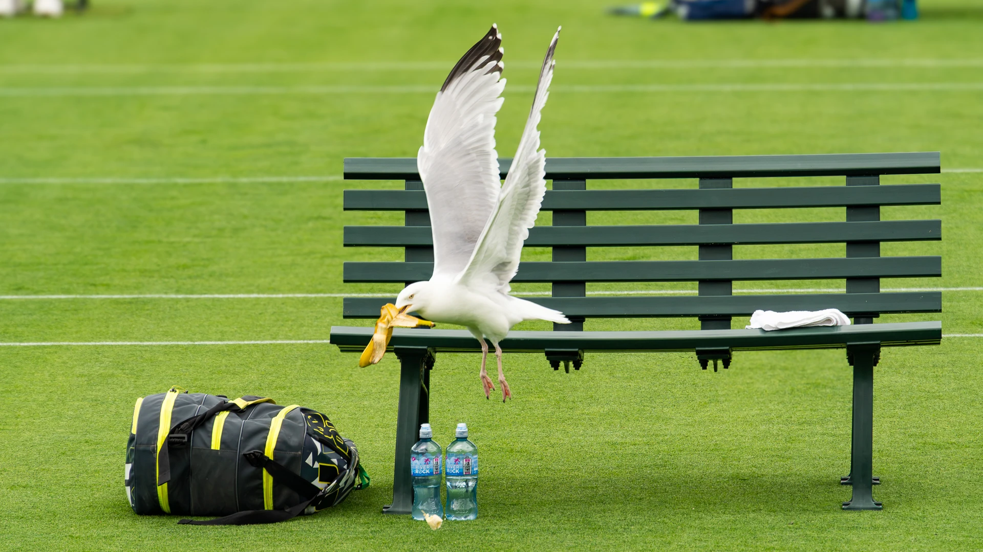 The iconic gull that snatched Conor Gannon's banana